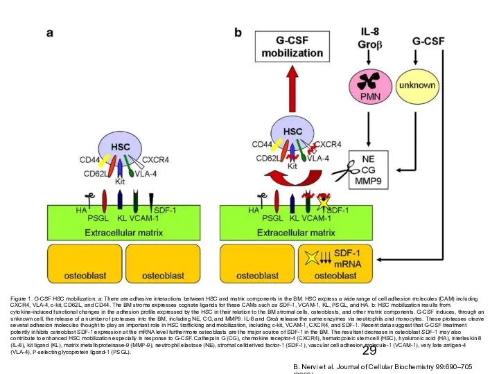 Figure 1. G-CSF HSC mobilization. a: There are adhesive interactions between