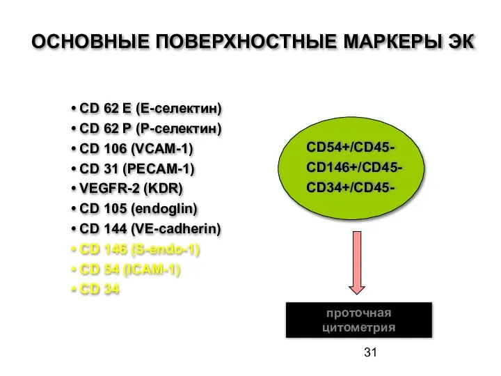 ОСНОВНЫЕ ПОВЕРХНОСТНЫЕ МАРКЕРЫ ЭК CD 62 E (E-селектин) CD 62 P