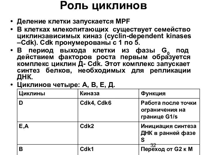 Роль циклинов Деление клетки запускается MPF В клетках млекопитающих существует семейство