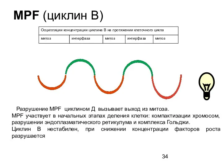 MPF (циклин В) Разрушение MPF циклином Д вызывает выход из митоза.