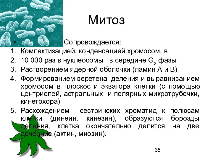 Митоз Сопровождается: Компактизацией, конденсацией хромосом, в 10 000 раз в нуклеосомы