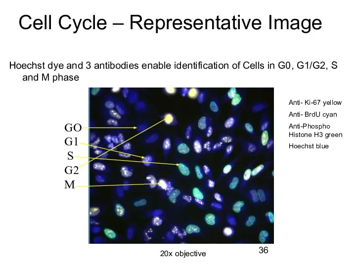 Cell Cycle – Representative Image Hoechst dye and 3 antibodies enable