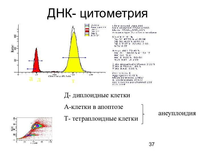 ДНК- цитометрия а д т Д- диплоидные клетки А-клетки в апоптозе Т- тетраплоидные клетки анеуплоидия