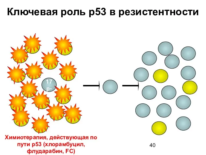 N Ключевая роль p53 в резистентности 17p- До лечения