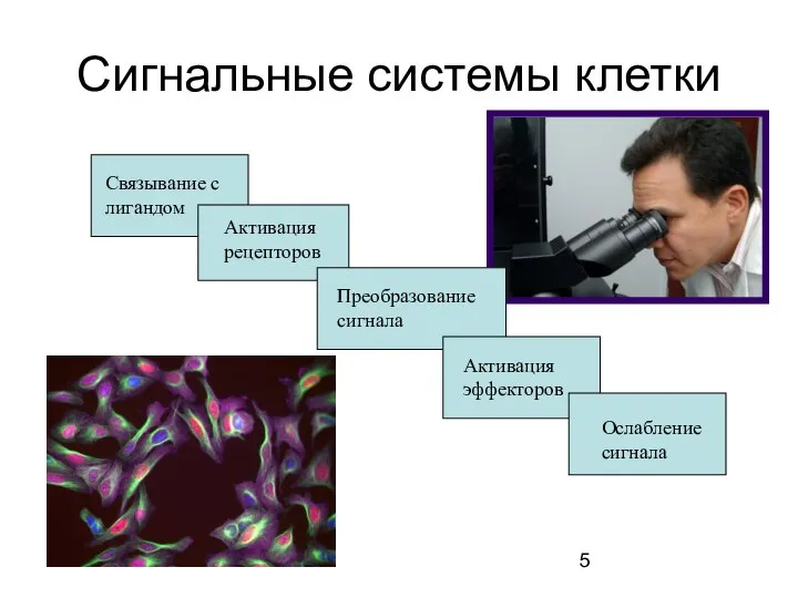 Сигнальные системы клетки