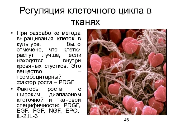 Регуляция клеточного цикла в тканях При разработке метода выращивания клеток в