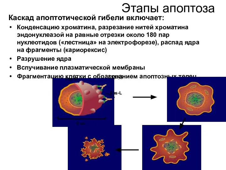 Этапы апоптоза Каскад апоптотической гибели включает: Конденсацию хроматина, разрезание нитей хроматина