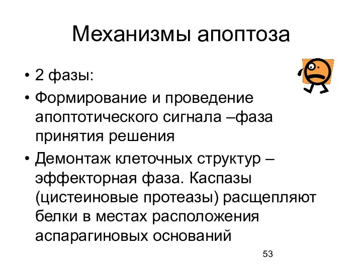 Механизмы апоптоза 2 фазы: Формирование и проведение апоптотического сигнала –фаза принятия