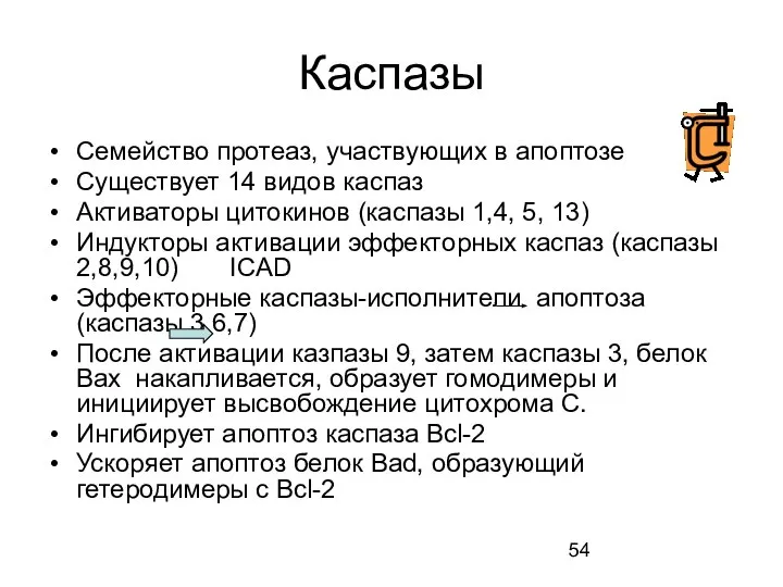 Каспазы Семейство протеаз, участвующих в апоптозе Существует 14 видов каспаз Активаторы