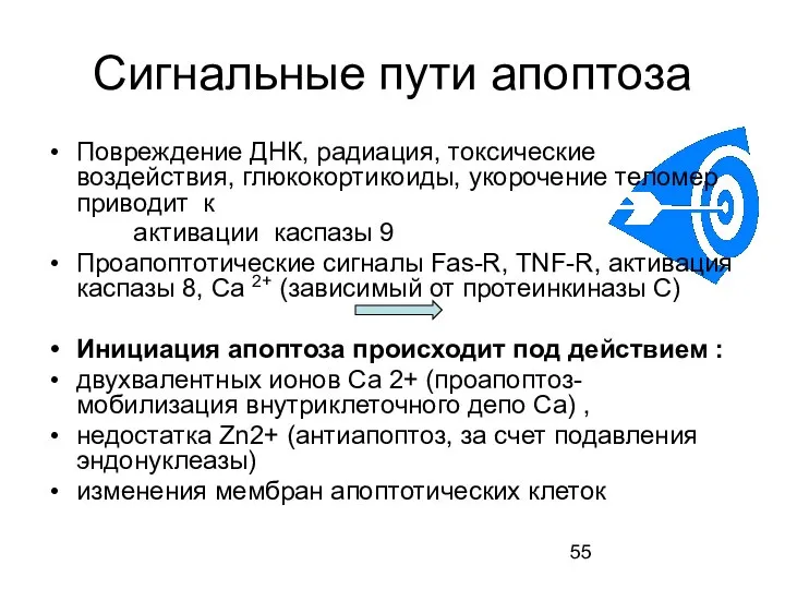 Сигнальные пути апоптоза Повреждение ДНК, радиация, токсические воздействия, глюкокортикоиды, укорочение теломер