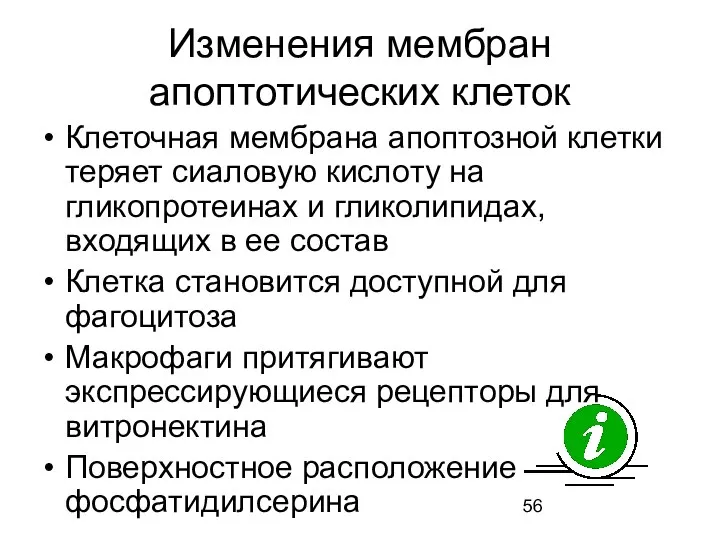 Изменения мембран апоптотических клеток Клеточная мембрана апоптозной клетки теряет сиаловую кислоту