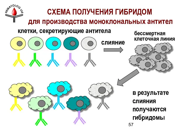 слияние в результате слияния получаются гибридомы СХЕМА ПОЛУЧЕНИЯ ГИБРИДОМ для производства