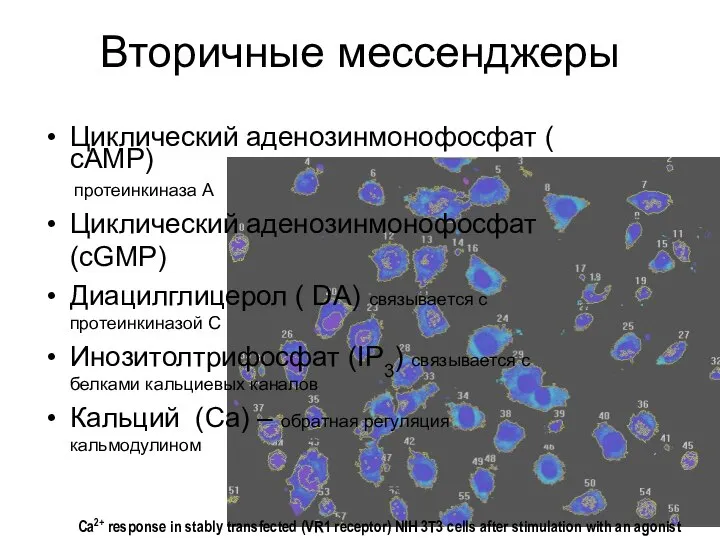 Вторичные мессенджеры Циклический аденозинмонофосфат ( cAMP) протеинкиназа А Циклический аденозинмонофосфат (cGMP)