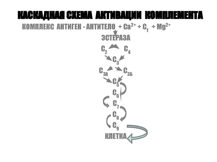 КАСКАДНАЯ СХЕМА АКТИВАЦИИ КОМПЛЕМЕНТА КОМПЛЕКС АНТИГЕН - АНТИТЕЛО + Са2+ +