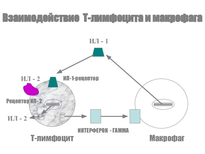 Взаимодействие Т-лимфоцита и макрофага ИЛ - 1 ИЛ-1-рецептор ИЛ - 2
