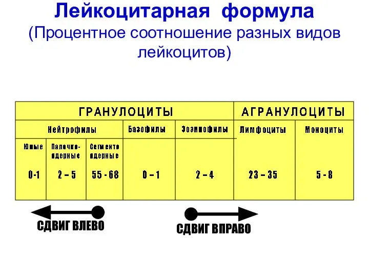 Лейкоцитарная формула (Процентное соотношение разных видов лейкоцитов) СДВИГ ВЛЕВО СДВИГ ВПРАВО