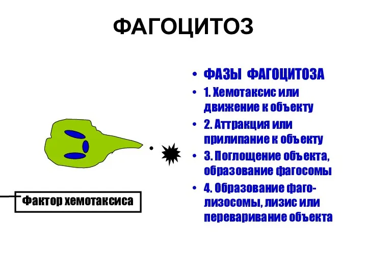 ФАГОЦИТОЗ ФАЗЫ ФАГОЦИТОЗА 1. Хемотаксис или движение к объекту 2. Аттракция