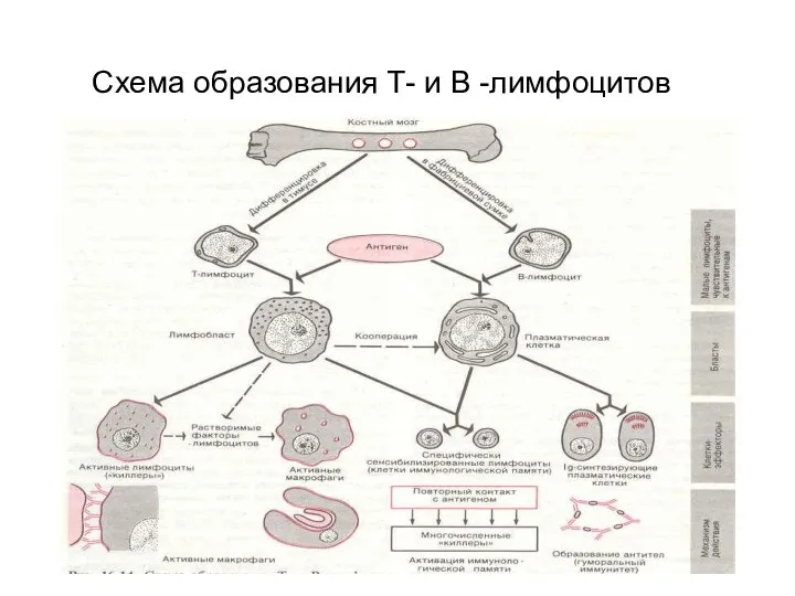 Схема образования Т- и В -лимфоцитов