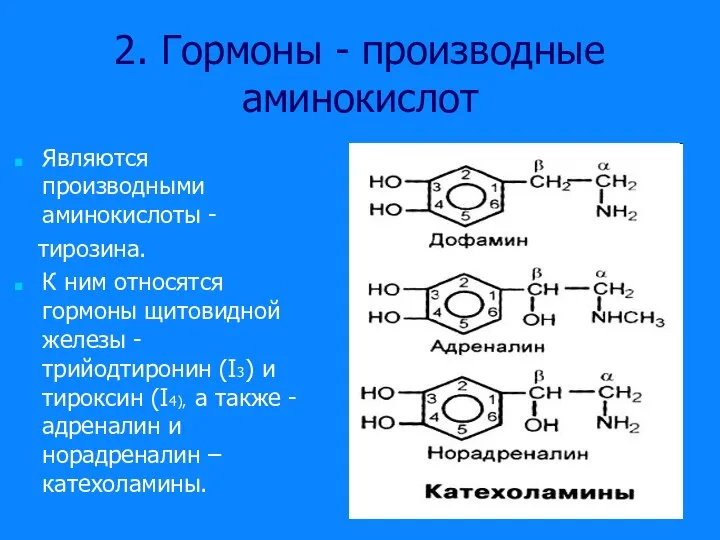 2. Гормоны - производные аминокислот Являются производными аминокислоты - тирозина. К