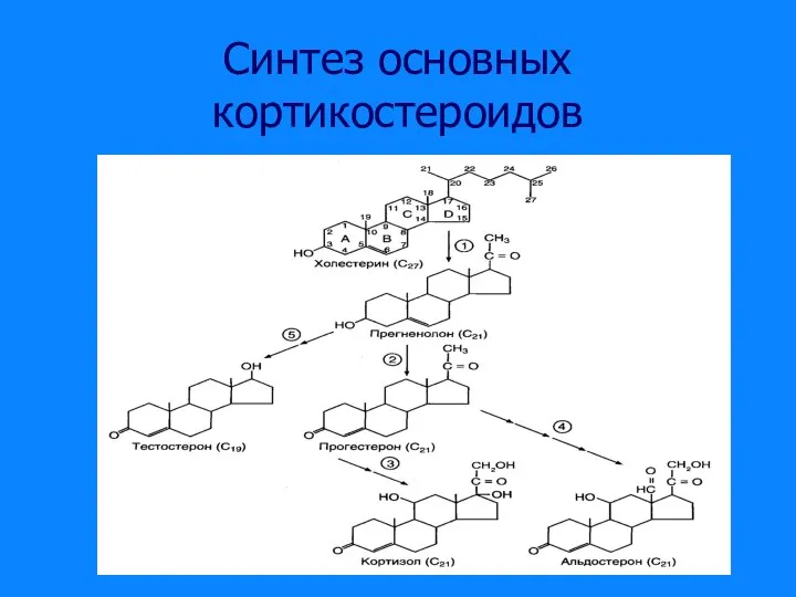 Синтез основных кортикостероидов