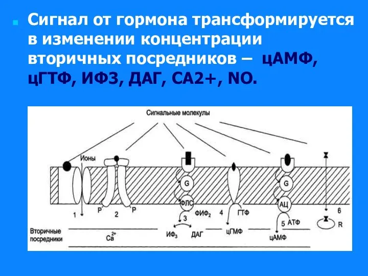 Сигнал от гормона трансформируется в изменении концентрации вторичных посредников – цАМФ, цГТФ, ИФ3, ДАГ, СА2+, NO.