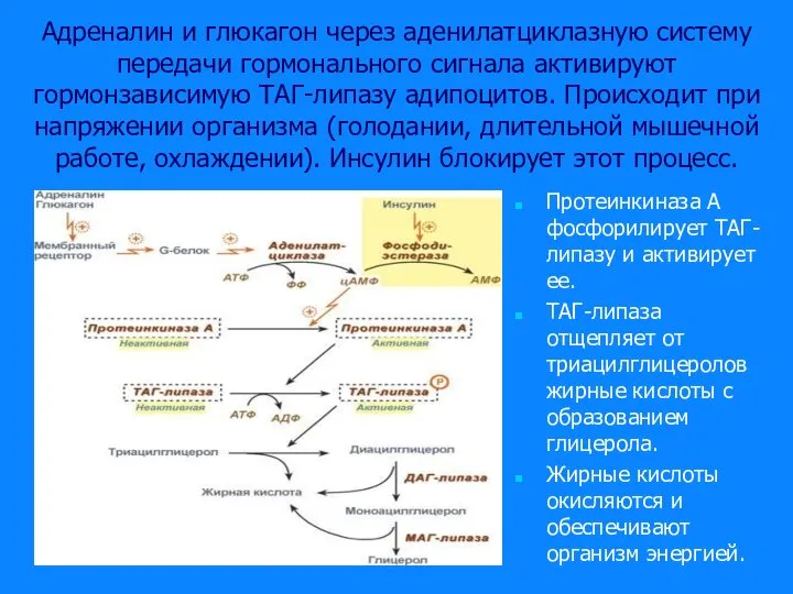 Адреналин и глюкагон через аденилатциклазную систему передачи гормонального сигнала активируют гормонзависимую