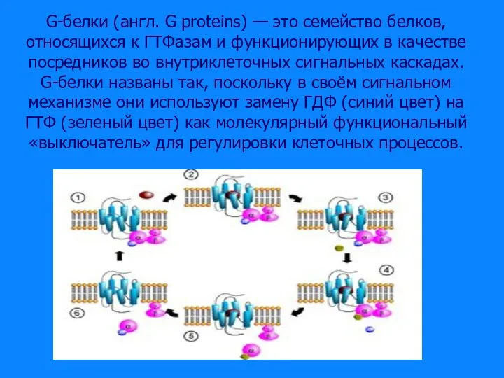 G-белки (англ. G proteins) — это семейство белков, относящихся к ГТФазам