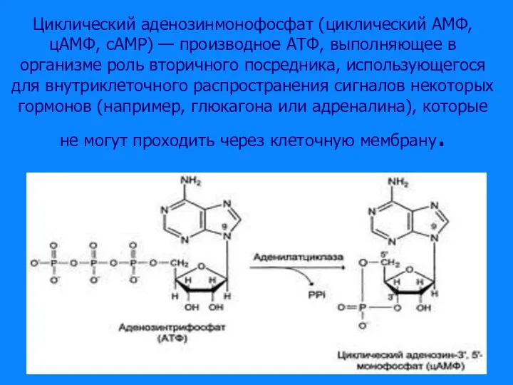 Циклический аденозинмонофосфат (циклический AMФ, цAMФ, cAMP) — производное АТФ, выполняющее в