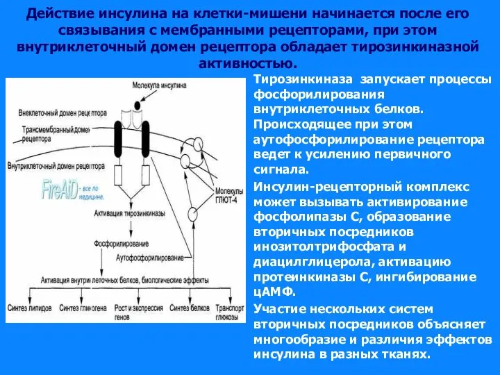 Действие инсулина на клетки-мишени начинается после его связывания с мембранными рецепторами,