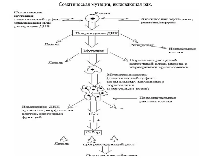 Соматическая мутация, вызывающая рак.