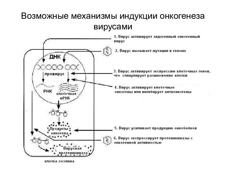 Возможные механизмы индукции онкогенеза вирусами