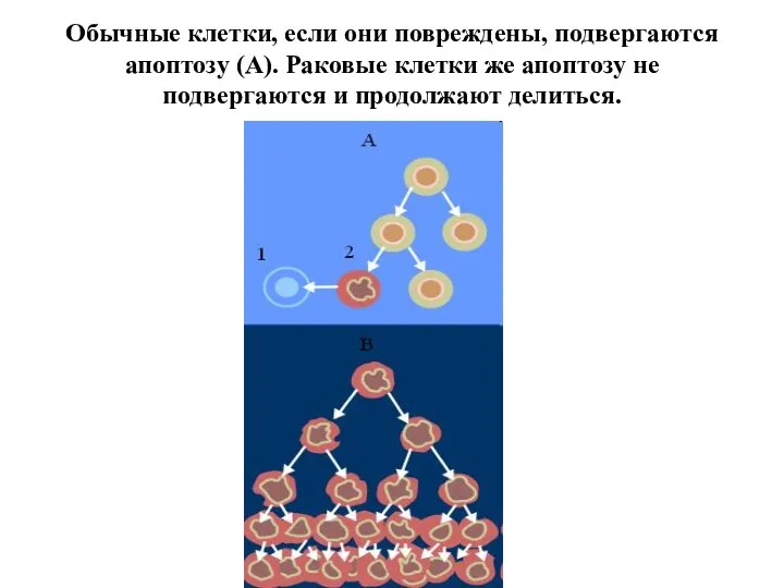 Обычные клетки, если они повреждены, подвергаются апоптозу (А). Раковые клетки же