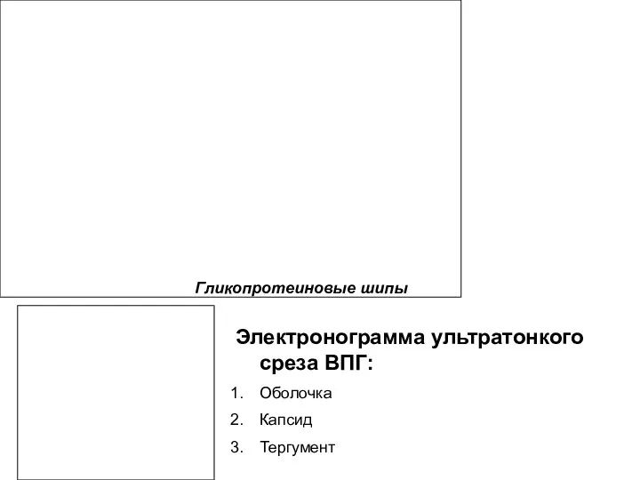 Гликопротеиновые шипы Электронограмма ультратонкого среза ВПГ: Оболочка Капсид Тергумент