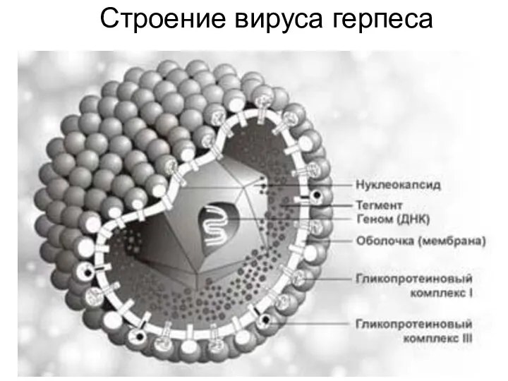 Строение вируса герпеса