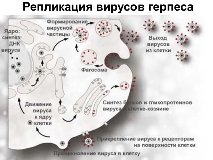 Репликация вирусов герпеса