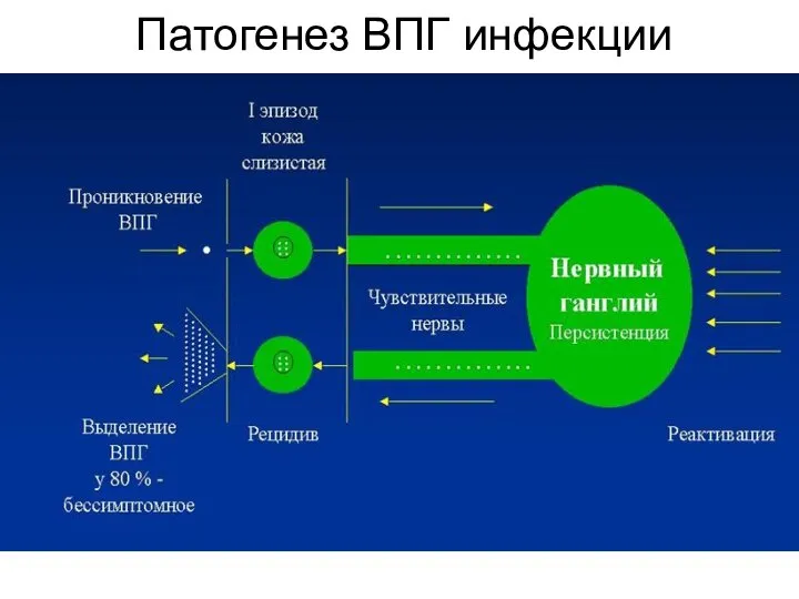 Патогенез ВПГ инфекции