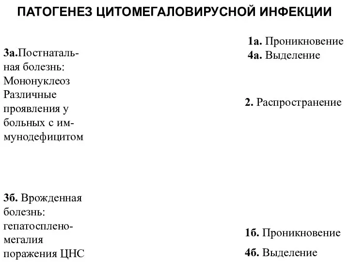 ПАТОГЕНЕЗ ЦИТОМЕГАЛОВИРУСНОЙ ИНФЕКЦИИ 3а.Постнаталь- ная болезнь: Мононуклеоз Различные проявления у больных