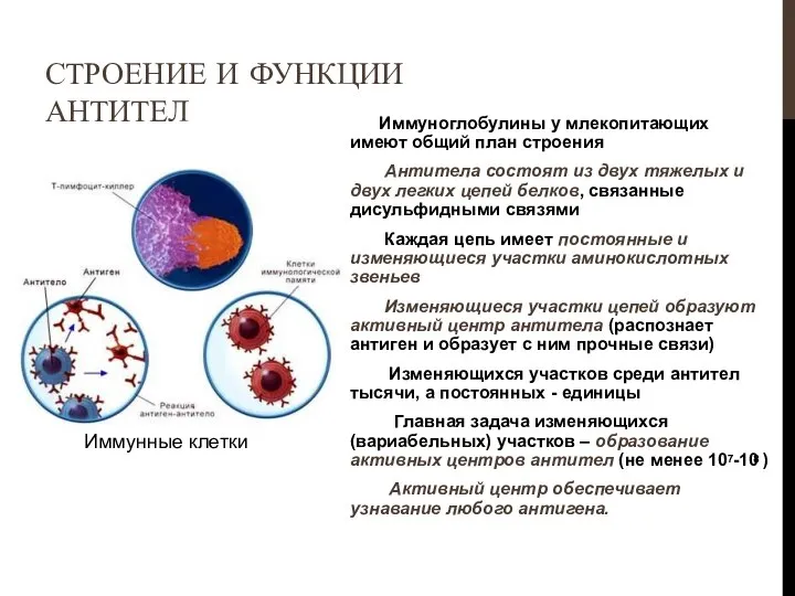 Иммуноглобулины у млекопитающих имеют общий план строения Антитела состоят из двух