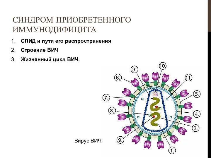 СПИД и пути его распространения Строение ВИЧ Жизненный цикл ВИЧ. СИНДРОМ ПРИОБРЕТЕННОГО ИММУНОДИФИЦИТА Вирус ВИЧ