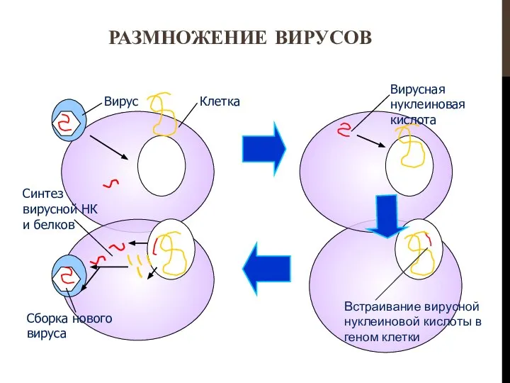 РАЗМНОЖЕНИЕ ВИРУСОВ Встраивание вирусной нуклеиновой кислоты в геном клетки