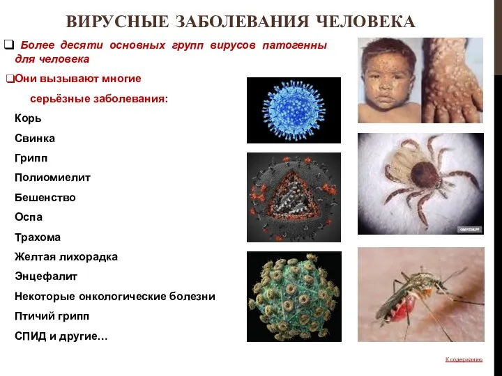 ВИРУСНЫЕ ЗАБОЛЕВАНИЯ ЧЕЛОВЕКА Более десяти основных групп вирусов патогенны для человека