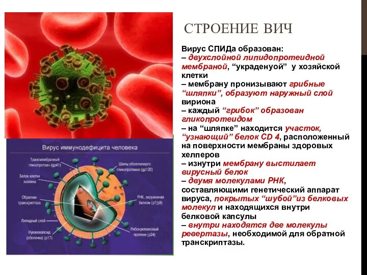 Вирус СПИДа образован: – двухслойной липидопротеидной мембраной, “украденyой” у хозяйской клетки