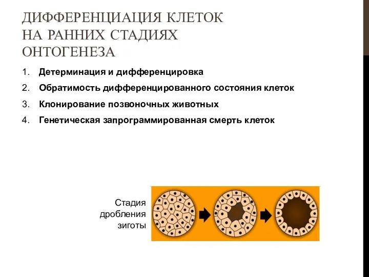 Детерминация и дифференцировка Обратимость дифференцированного состояния клеток Клонирование позвоночных животных Генетическая