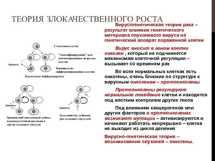 Вирусогенетическая теория рака – результат влияния генетического материала опухолевого вируса на