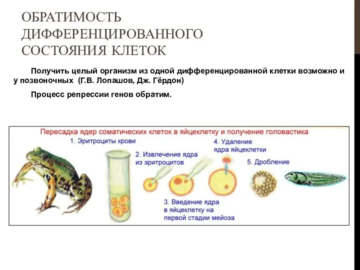 Получить целый организм из одной дифференцированной клетки возможно и у позвоночных