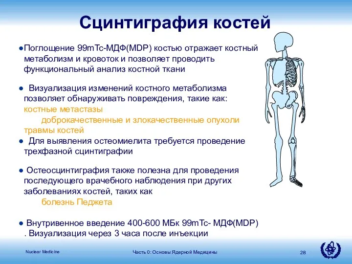 Поглощение 99mTc-МДФ(MDP) костью отражает костный метаболизм и кровоток и позволяет проводить