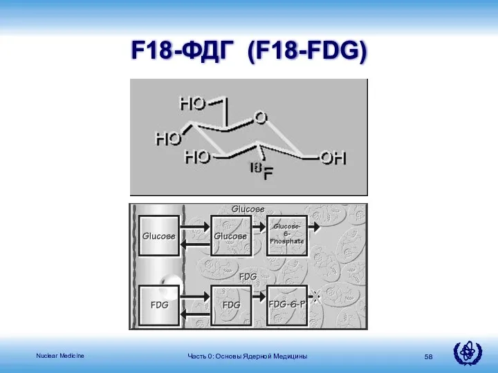 Часть 0: Основы Ядерной Медицины F18-ФДГ (F18-FDG)