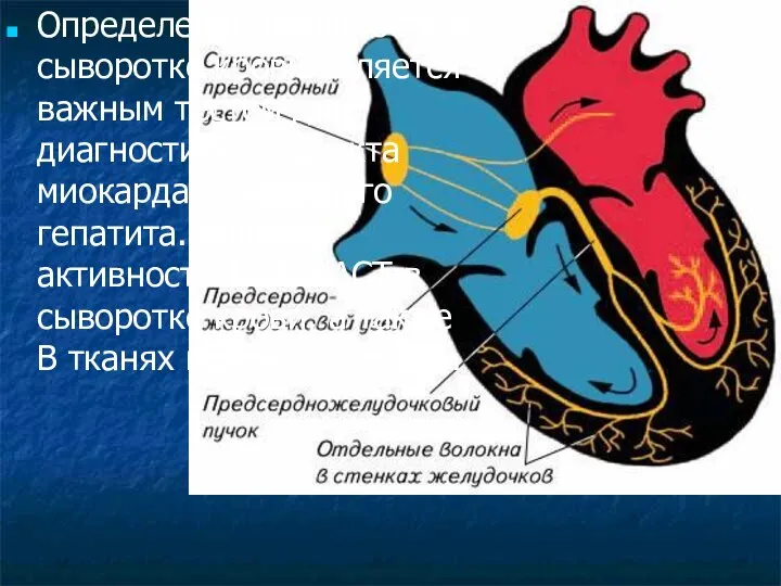 Определение активности в сыворотке крови является важным тестом для диагностики инфаркта