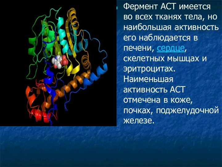 Фермент АСТ имеется во всех тканях тела, но наибольшая активность его