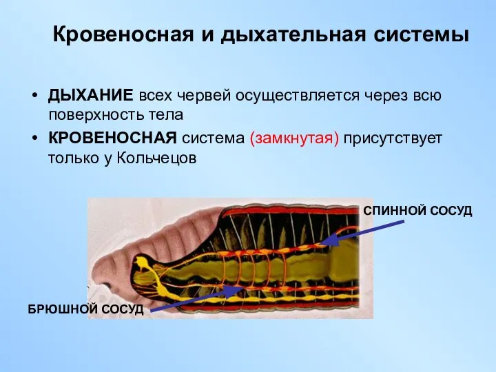 Кровеносная и дыхательная системы ДЫХАНИЕ всех червей осуществляется через всю поверхность